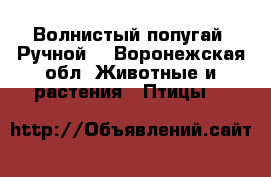  Волнистый попугай. Ручной. - Воронежская обл. Животные и растения » Птицы   